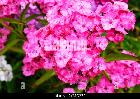 Close-up of flowering Sweet William (Dianthus Barbatus) plants - John Gollop Stock Photo