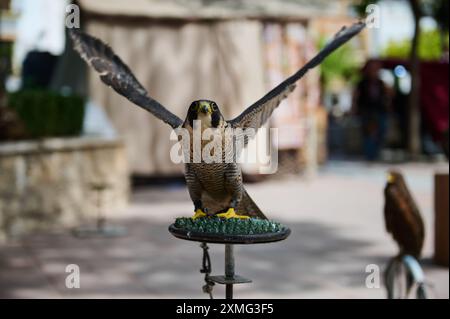 Close-up of a peregrine falcon with wings spread wide, perched on a stand in an outdoor setting. Background shows defocused surroundings. Stock Photo