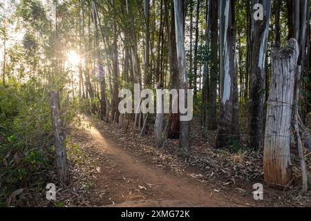 Landscape of a village path with light streaming through the trees at sunset Stock Photo