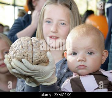 Human brains compared with size of baby haed Stock Photo