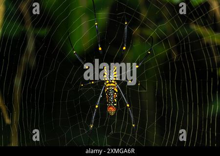 golden orb-web spider on a web close up Stock Photo