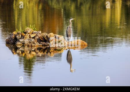 FRANCE. PARIS (75) 12TH DISTRICT. DAUMESNIL LAKE IN BOIS DE VINCENNES. GRAY HERON Stock Photo