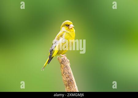 Portrait of a Greenfinch, Chloris chloris, with high posture and looking downwards standing on a dead vertical branch against blurred soft background Stock Photo
