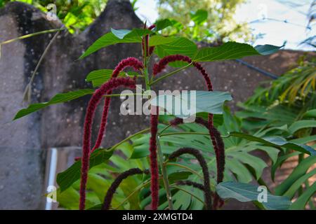 Chenille plant (Acalypha hispida) with long red flowers in a garden on Koh Rong Sanloem island in Cambodia. Stock Photo
