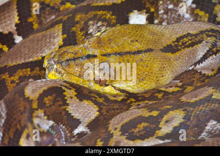 Malayopython reticulatus,Netzpython,Reticulated python Stock Photo
