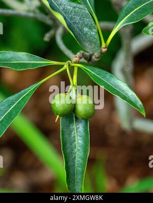 Ripening fruit of Sweet Pittosporum (Pittosporum undulatum)- Family Pittosporacea Stock Photo