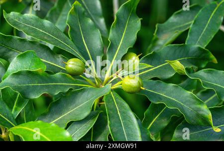 Ripening fruit of Sweet Pittosporum (Pittosporum undulatum)- Family Pittosporacea Stock Photo