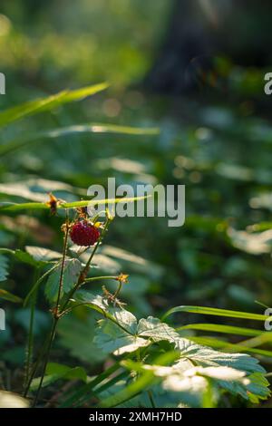 Red wild berry growing among green leaves Stock Photo - Alamy