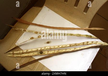 Mature and dried Drumstick (Moringa oleifera) seed pods with seeds : (pix Sanjiv Shukla) Stock Photo