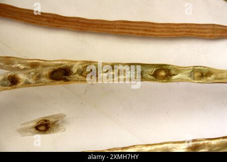 Mature and dried Drumstick (Moringa oleifera) seed pods with seeds : (pix Sanjiv Shukla) Stock Photo