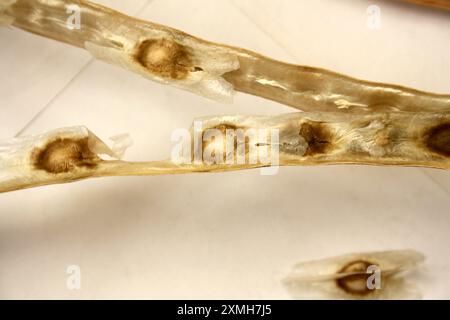 Mature and dried Drumstick (Moringa oleifera) seed pods with seeds : (pix Sanjiv Shukla) Stock Photo