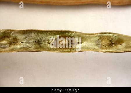 Mature and dried Drumstick (Moringa oleifera) seed pods with seeds : (pix Sanjiv Shukla) Stock Photo