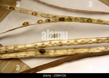 Mature and dried Drumstick (Moringa oleifera) seed pods with seeds : (pix Sanjiv Shukla) Stock Photo