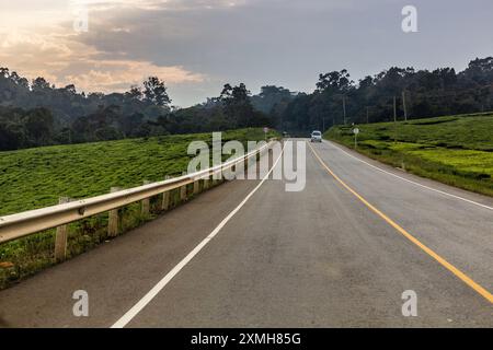 Mubende - Fort Portal road through tea plantations, Uganda Stock Photo