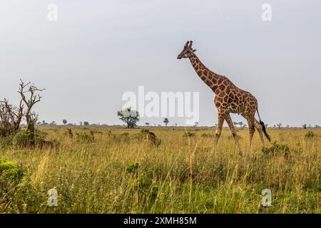 Giraffe in Murchison Falls national park, Uganda Stock Photo