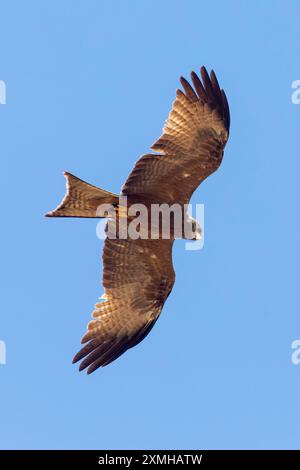 Yellow-billed Kite (Milvus aegyptius) in flight, flying overhead Velddrif, West Coast, South Africa Stock Photo