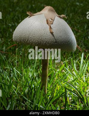 Green lawn with a single large poisonous mushroom growing. Stock Photo