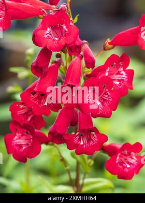 Tubular red flowers of the half hardy ornamental sub shrub, Penstemon 'King George V' Stock Photo