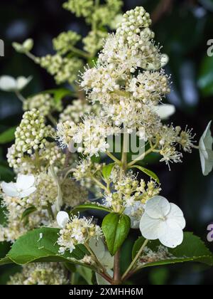 White flower panicles of the hardy deciduous shrub, Hydrangea paniculata 'Kyushu' Stock Photo