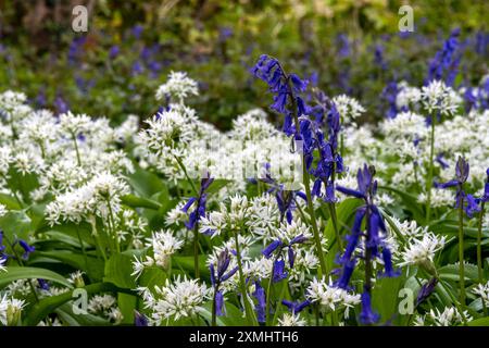 Bluebells and wild garlic flowering together in springtime Stock Photo