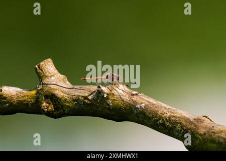 Orange dragon-fly sitting on a tree branch Stock Photo