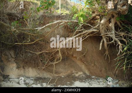 Land of hills and tropical tree roots on the beach, affected by coastal erosion from seawater waves Stock Photo