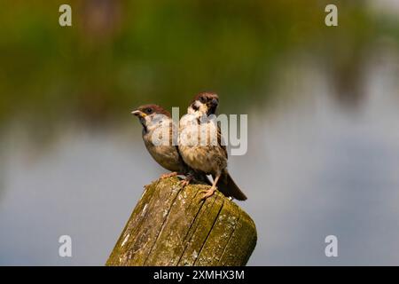 Two sparrows sitting on a wood fence Stock Photo