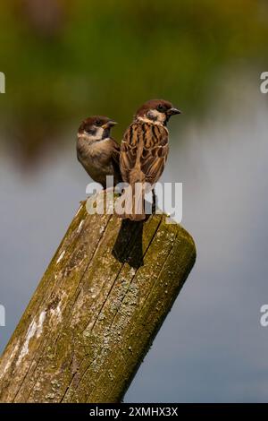 Two sparrows sitting on a wood fence Stock Photo