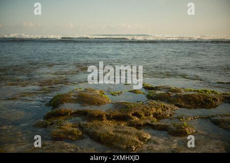 moss covered coral rocks that are visible when the sea water is receding Stock Photo