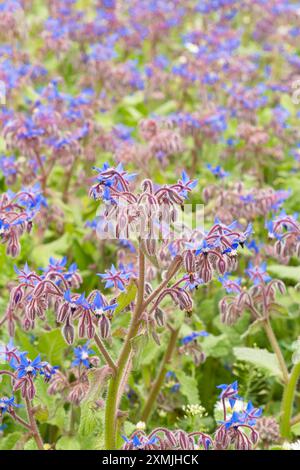 Borage (Borago officinalis) growing in the Shropshire UK countryside. July 2024 Stock Photo