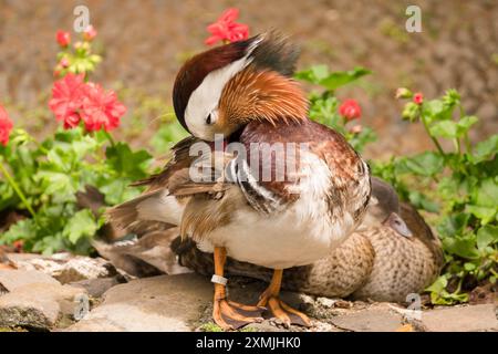 Male Mandarin duck (Aix galericulata) preening its feathers, Tropical Gardens Funchal Portugal. June 2024 Stock Photo