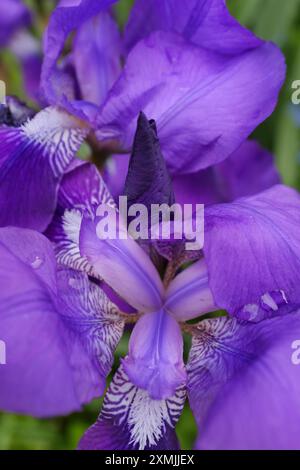 Violet irises with white beards Stock Photo