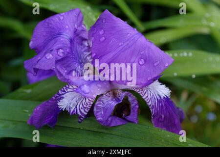 Violet irises with white beards after rain Stock Photo