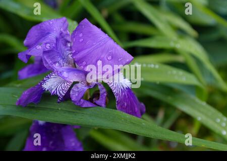 Violet irises with white beards after rain Stock Photo