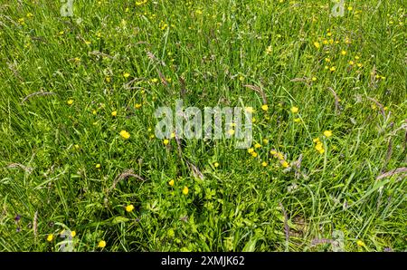 Marthalen, Switzerland, 20th May 2024: A poor meadow in the Zurich wine country. Habitat for all kinds of microorganisms.(Photo by Andreas Haas/dieBil Stock Photo