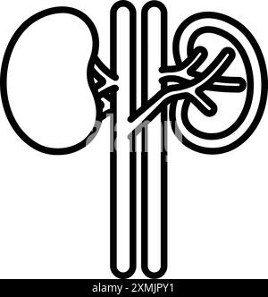 kidney, Internal Organ, Human Body Stock Vector