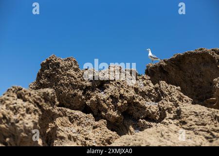 Seagull on Rocky Cliff with Blue Sky Stock Photo