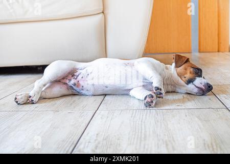 beautiful Jack Russell Terrier puppy lies on the floor in the room Stock Photo