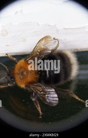 Bombus hypnorum Family Apidae Genus Bombus Tree bumblebee New garden bumblebee wild nature insect photography, picture, wallpaper Stock Photo