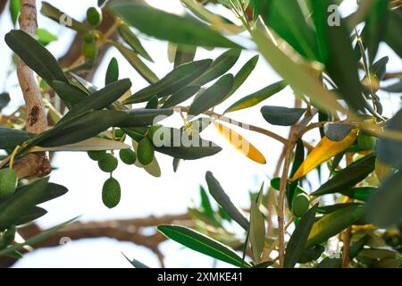 Malcesine, Lake Garda, Italy - July 20, 2024: An olive tree on Lake Garda in summer, its branches full of green olives *** Ein Olivenbaum am Gardasee im Sommer, dessen Zweige voller grüner Oliven sind Stock Photo