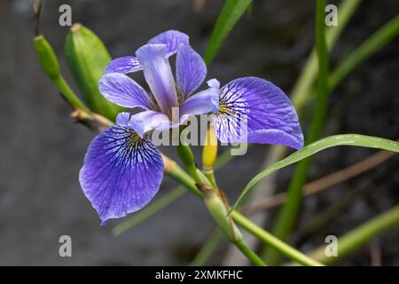 Water iris (Iris laevigata) next to a pond, Delaware Botanic Gardens, Dagsboro, Delaware Stock Photo