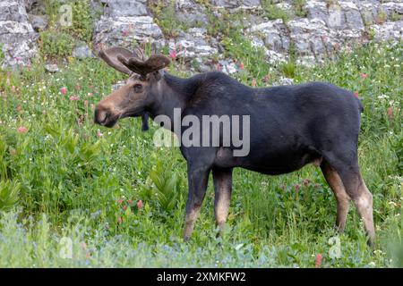 Bull moose standing in a meadow, Albion Basin, Little Cottonwood Canyon, Utah Stock Photo