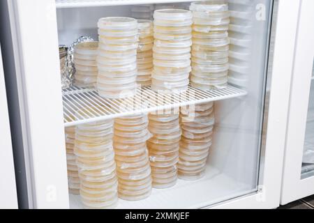 Petri dishes with agar media for culture in incubator in the laboratory. Stock Photo