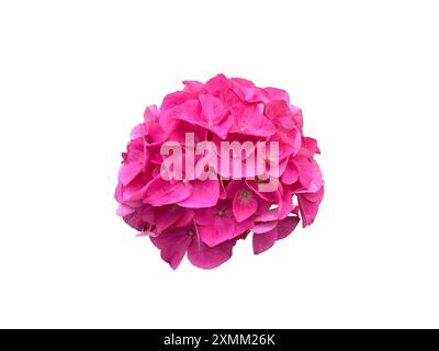 Macro of a pink hydrangea macrophylla flower head, isolated on white, an easy care shrub and good summer bloomer. Stock Photo