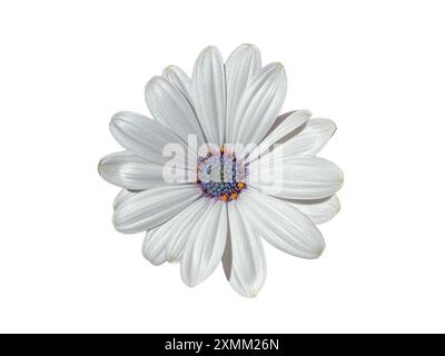 Isolated white macro of Osteospermum Fire and Ice, commonly known as Cape Marguerite or Cape daisy, a great choice for the container garden. Stock Photo