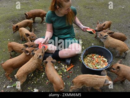 24 July 2024, Saxony, Eilenburg: With fruit and vegetable treats, Caroline Otto, probably the youngest zoo manager in Germany at 25 years of age, provides the two-week-old woolly pigs with a welcome change in their diet alongside the milk from their sow mothers Krimhild and Brunhild. The little Mangalitza pigs are currently among the favorites of young and old visitors to the petting zoo before they set off on their journeys to animal friends and breeders at around six weeks old. Mangalitza pigs have been bred at Eilenburg Zoo for over 10 years. Over 100 of these red wool pigs, a Hungarian pig Stock Photo