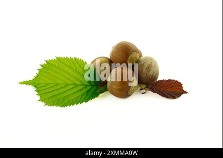Hazelnuts and hazel leaves in a selective focus view isolated on white background Stock Photo