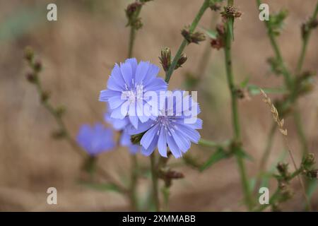 Bitter Chicory Flower Stock Photo