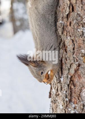 A squirrel sits upside down on a tree in winter and eats a nut. Eurasian red squirrel, Sciurus vulgaris Stock Photo