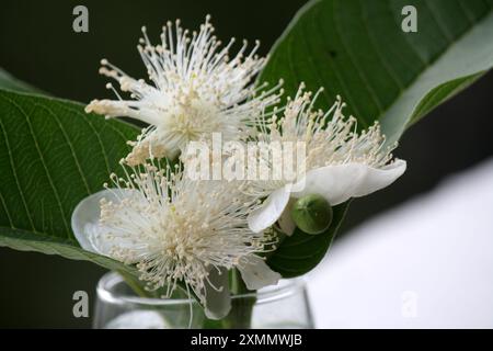 Common Guava (Psidium guajava) flowers in a glass pot : (pix Sanjiv Shukla) Stock Photo